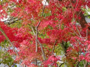 <p>きれいでしょう？（*^_^*）<br />職員室の窓から遊歩道を見ると美しい紅葉が・・・・・<br />きれいな自然（景色）は心を和ませます。</p>