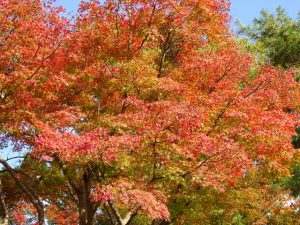 <p>この紅葉は幼稚園の前にあるお寺（本願寺佐賀教堂）の”もみじ”です。<br />こっちはオレンジが強いですね。<br />グラデーションに色づいているので、これからもっと赤くなるのかな？<br />毎日、この木の下を通って登園しています。</p>