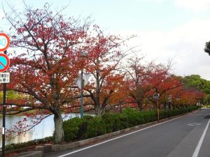 <p>幼稚園前の県庁の桜並木も紅葉しています。<br />国道沿いのイチョウの黄葉も素晴らしいですよ。<br />若楠のお友だちも先生もこんなに美しい秋に囲まれて過ごしています。</p>