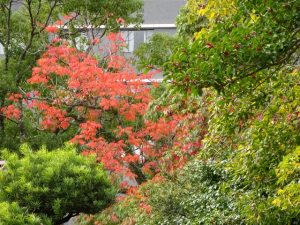 <p>幼稚園の玄関。枯山水の庭の奥にある木です。（　本願寺さんの庭ですが・・・(^^ゞ　）<br />緑の木々の中に鮮やかな赤い木。<br />山里を思わせますが、ここは城内一丁目です。</p>
